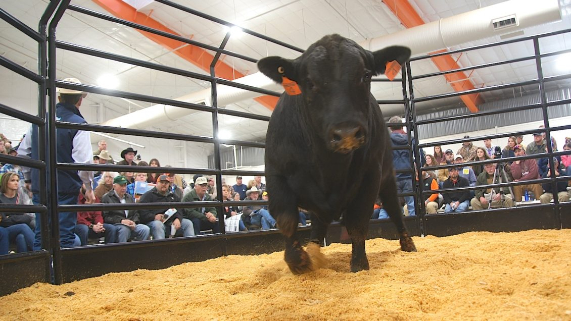 No Bull – The Value of Castration for Calves