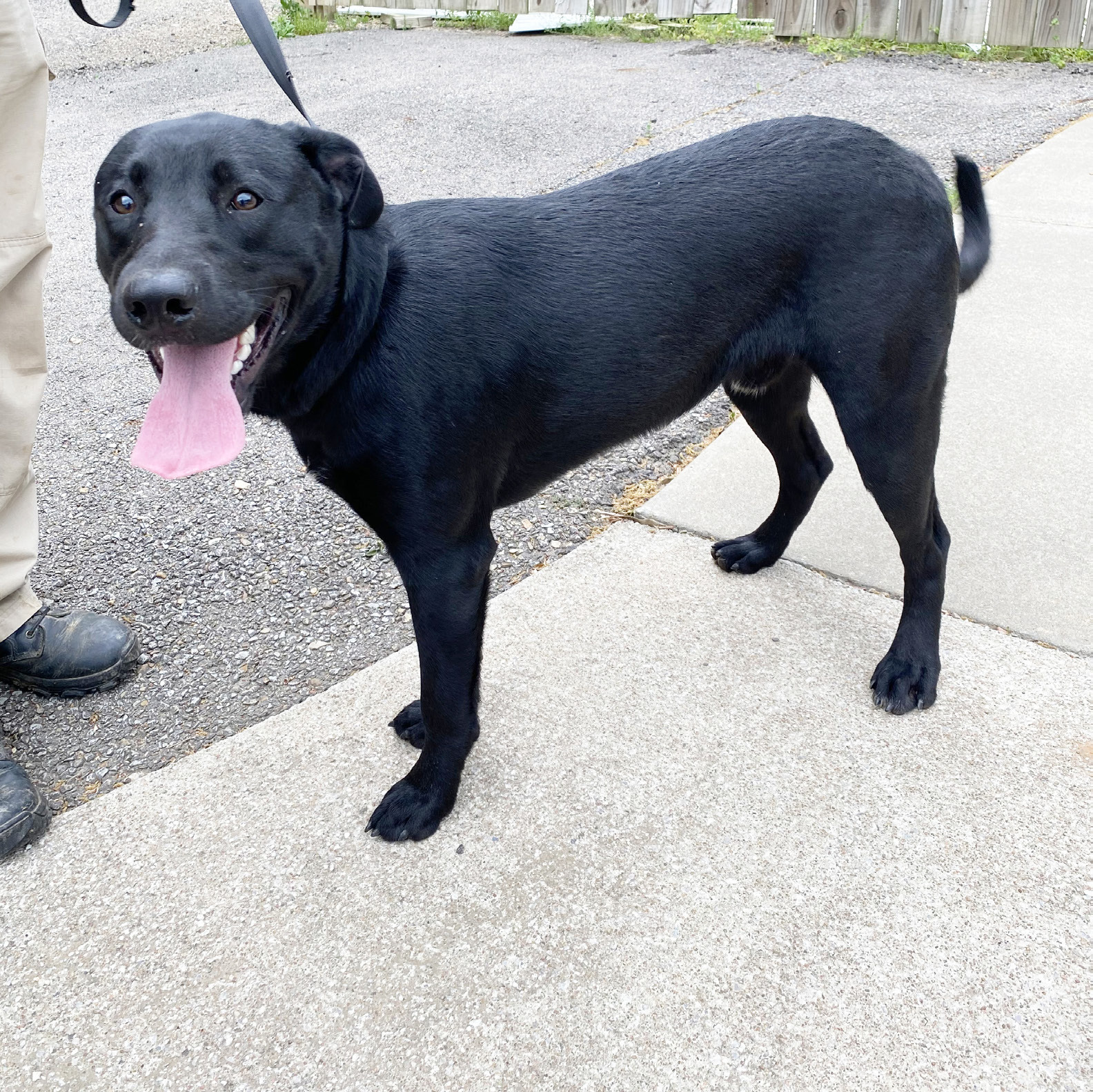 Easton is available for adoption - Sequoyah County Times