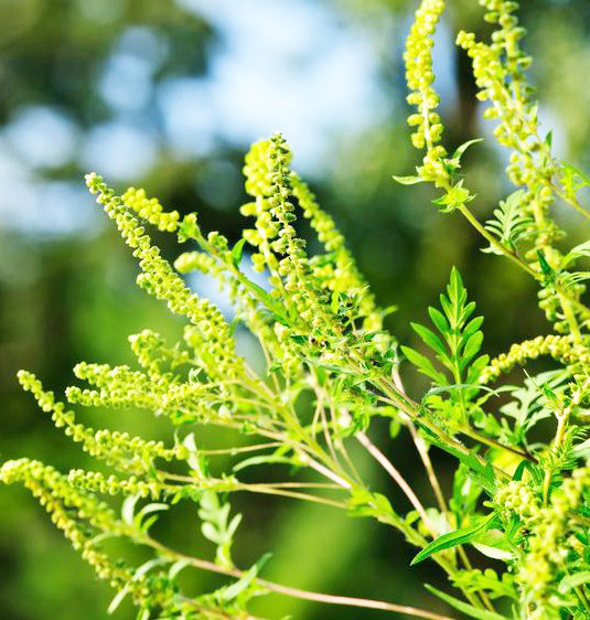 Ragweed season peaks in Oklahoma - Sequoyah County Times